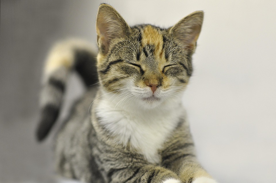 chat tricolore avec yeux fermés, allongé sur le ventre.
