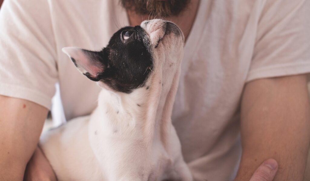 Chien qui regarde son maître. tête vers le haut.
