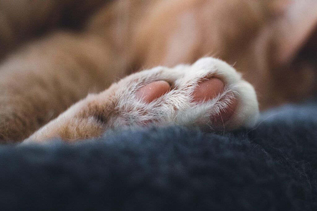 patte de chat