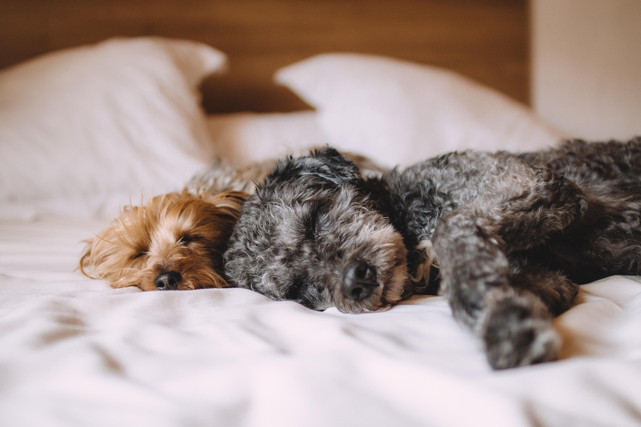 Deux chiens couchés côte à côte sur un lit.