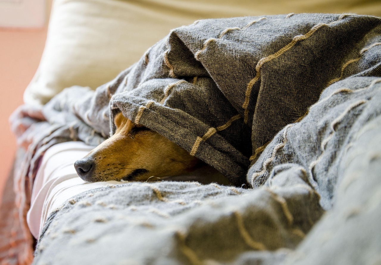 Chien qui se cache sous les couvertures.