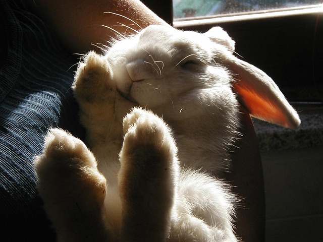 lapin calme. allongé dans les bras de son maître.