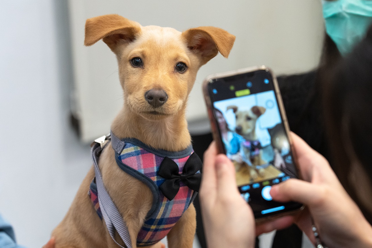 Chien adopté qui se fait prendre en photo.