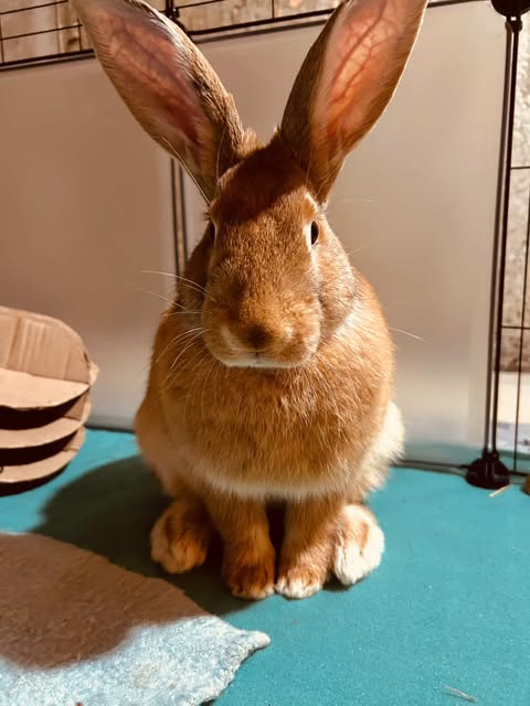 Lapin géant